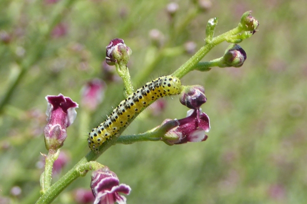 Cucullia (Shargacucullia) scrophulariphaga, Noctuidae
